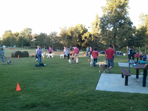 Obedience training Pit bull