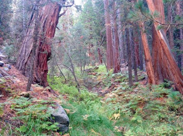 trees.jpg