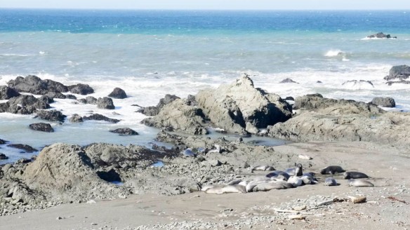 Sea lions sunbathing 