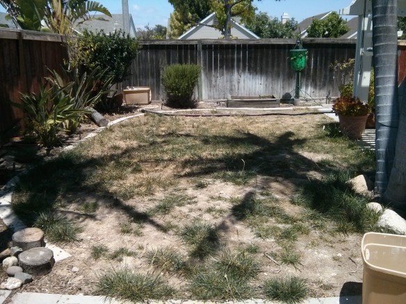 backyard1