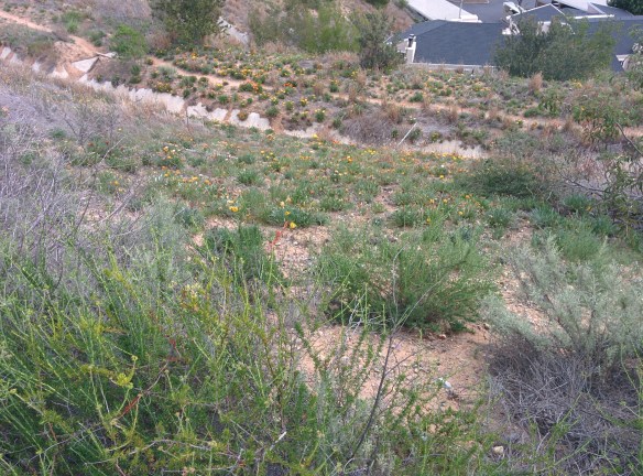 Wild Flowers_Ridge Top Trail.jpg