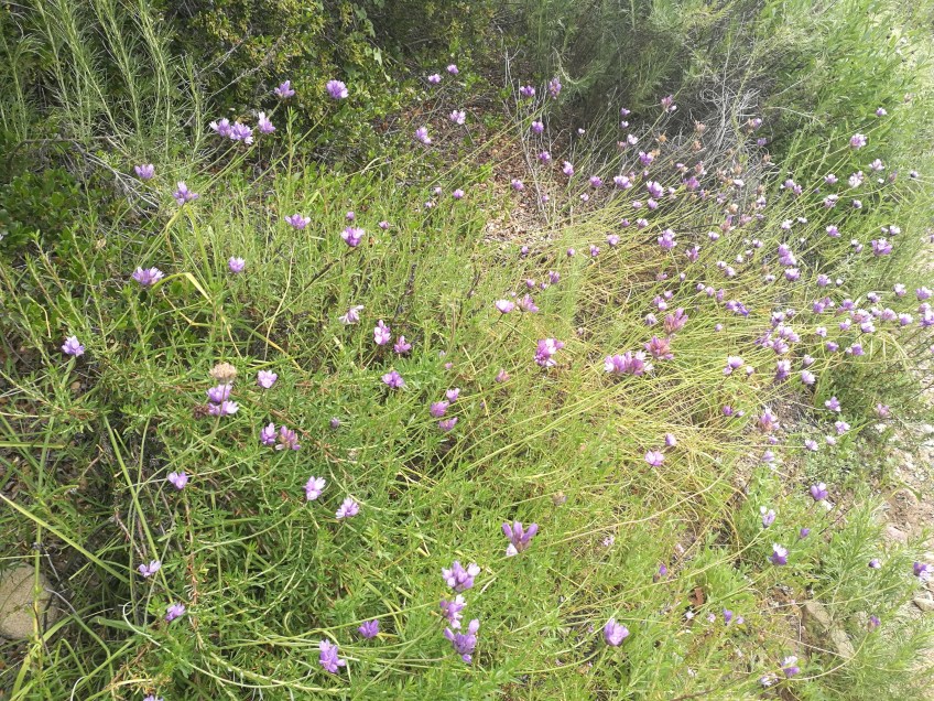 Pawfoot Trail Flowers